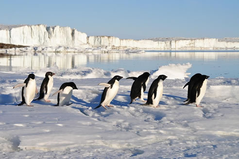 penguins on ice