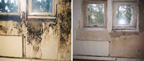 Eco-friendly treatment of mould from Livos