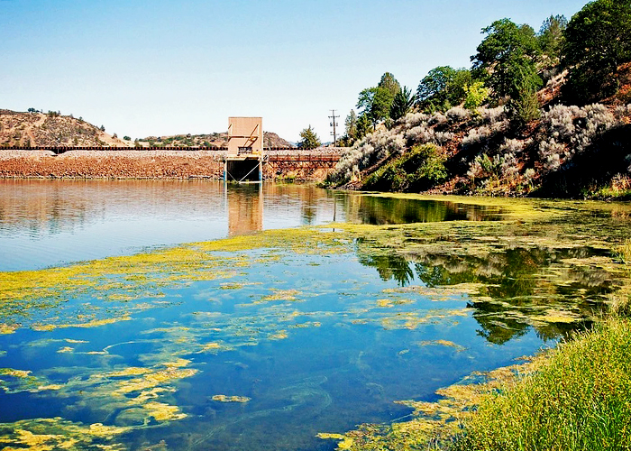Remove Algae from Dams with Bio Natural Solutions