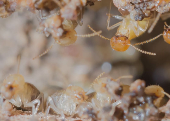 Termite Inspection and Treatment by Exopest