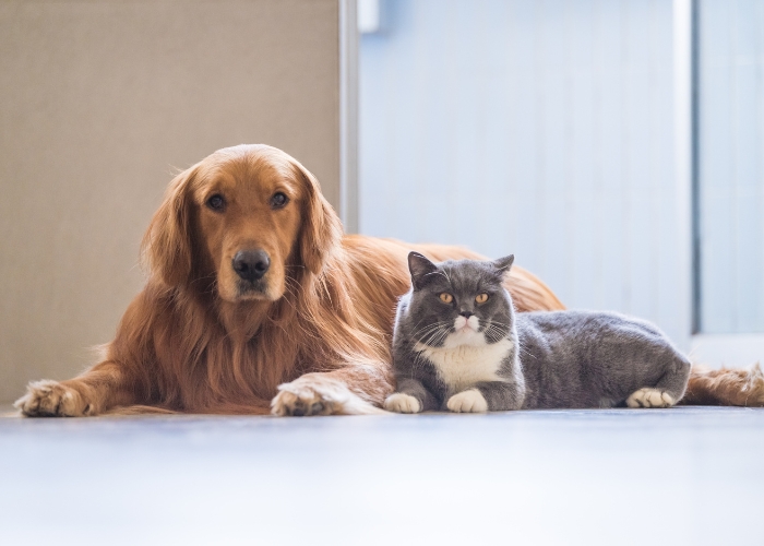 Grooming Wipes for Pets by Bio Natural Solutions