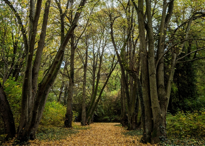 Towing Chain Alternative for Tree Anchoring by LB Wire Ropes