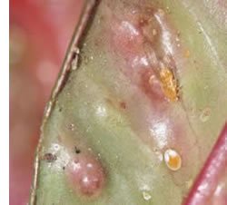 pimple psyllid affecting syzygium