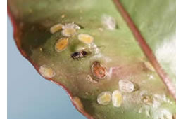 psyllid