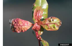 trioza eugeniae on syzygium leaves