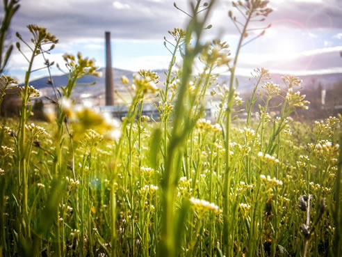 tall grass