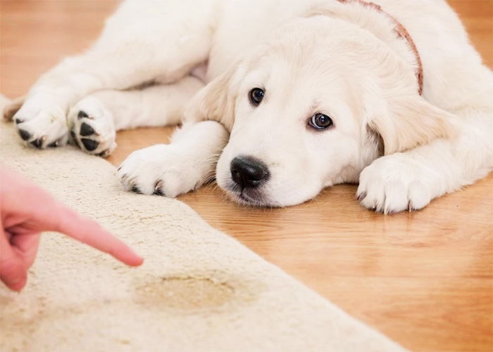 Pet Stain Removal from Carpets with Bio Natural Solutions