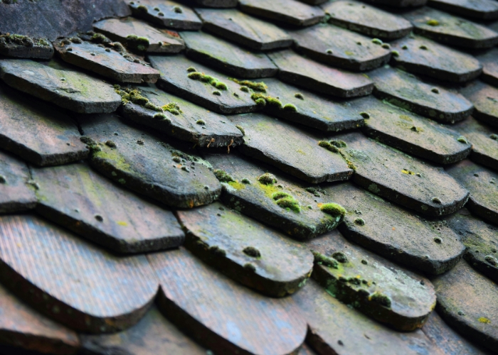 Organic Cleaner for Mould and Mildew by Livos