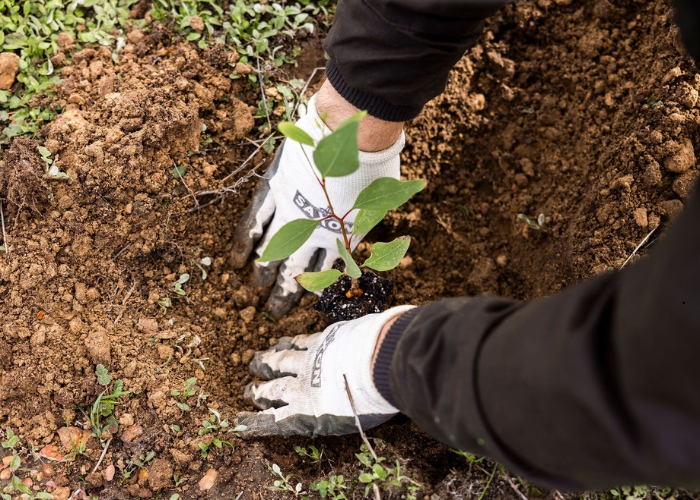 Schweigen Seeds Climate Hope with Greenfleet