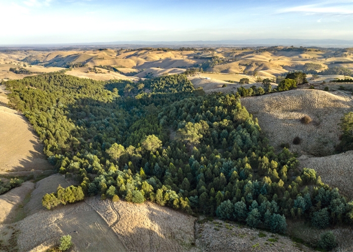 Schweigen Seeds Climate Hope with Greenfleet