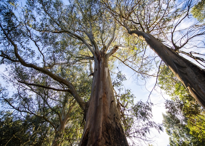 Schweigen Seeds Climate Hope with Greenfleet