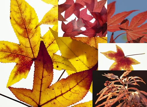 autumn photos