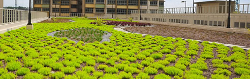 green roof