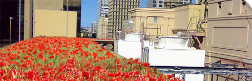 green roof