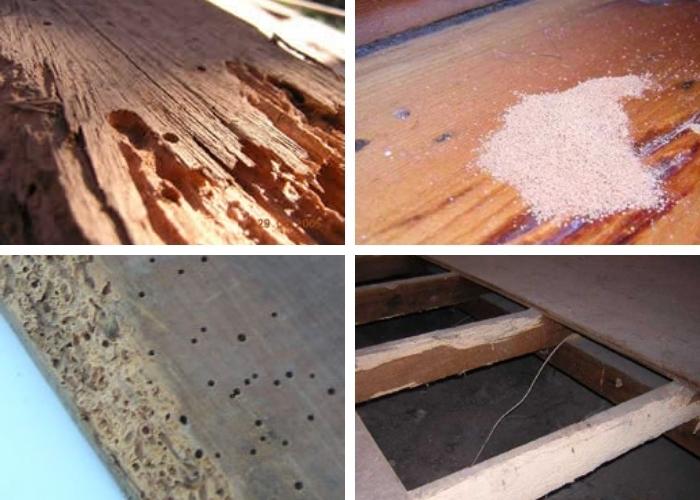 Termite and Pest Management Experts | Exopest