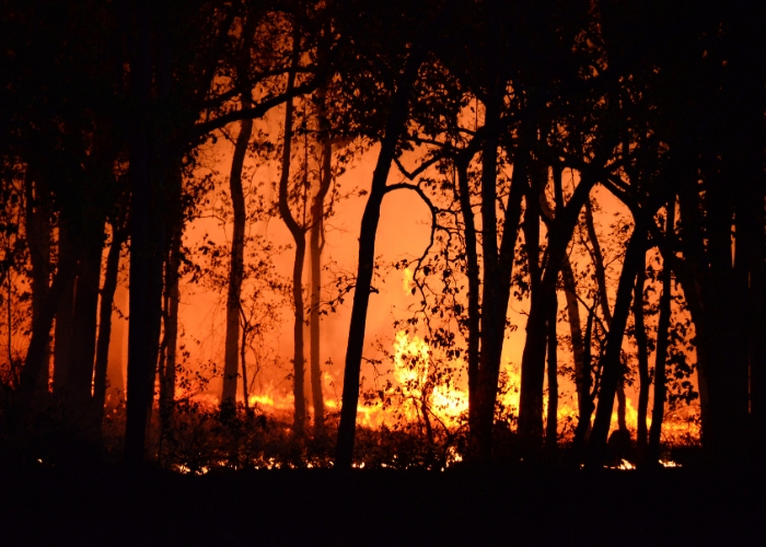 Construction of Buildings in Bushfire Areas Presentation by Trevor Kempster Consultancy Services