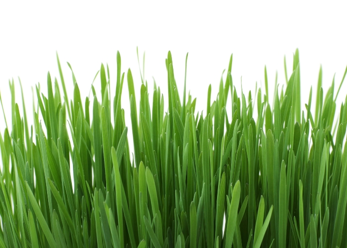 Odour Remover for Artificial Turf by Bio Natural Solutions