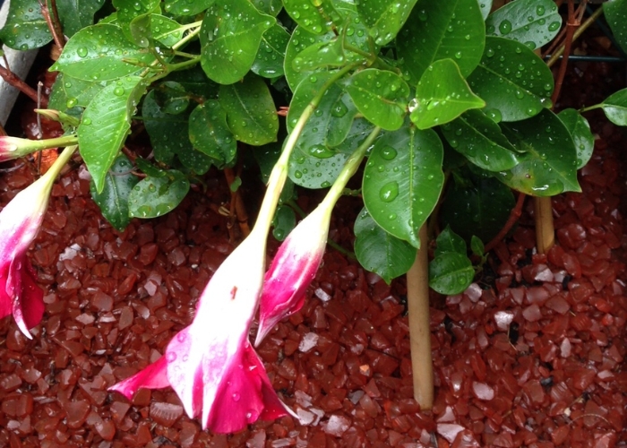 Coloured Glass for Landscaping by Schneppa Glass