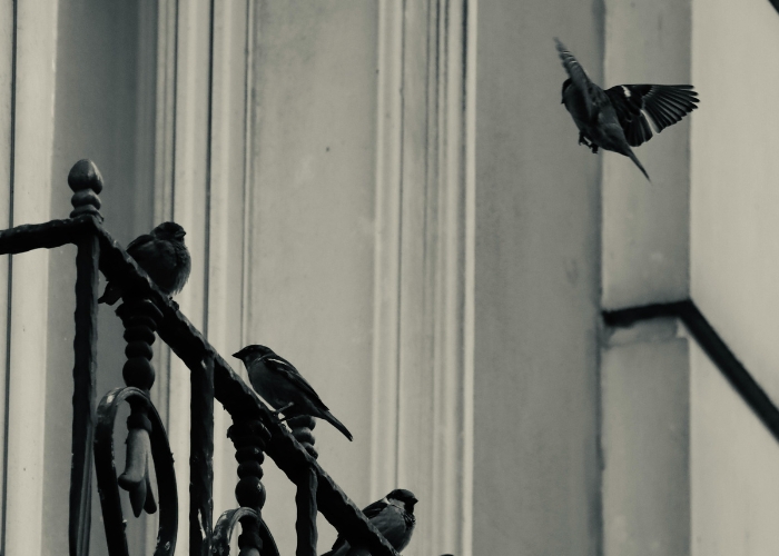 Window Films for Bird Safety by Solar Gard
