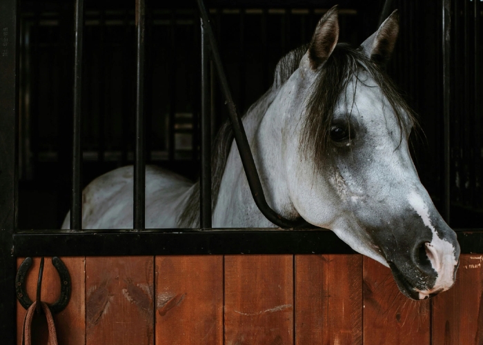 Safe Wood Coating for Stables by Whittle Waxes