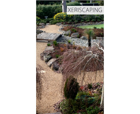 xeriscaped garden