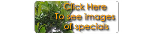 click here to see images of specials