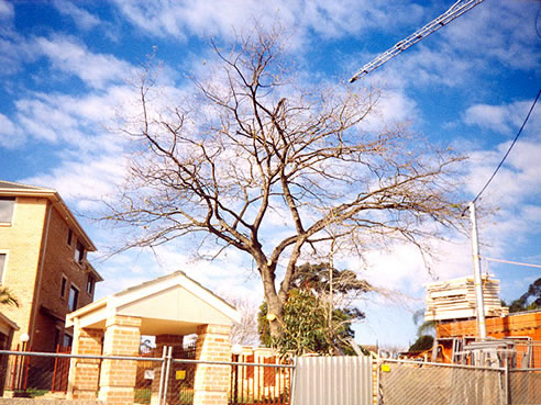 dead tree in urban setting