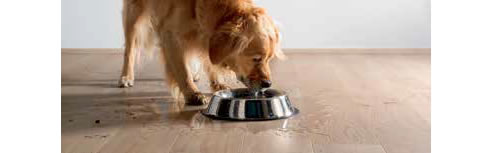 dog with water bowl on timber floor