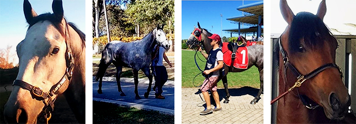 DIY Therapeutic Equine Stable Mats from Sherwood Enterprises