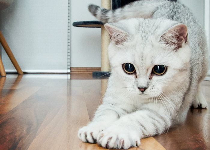Pets and Timber Floors - Floor Care Tips from Polycure