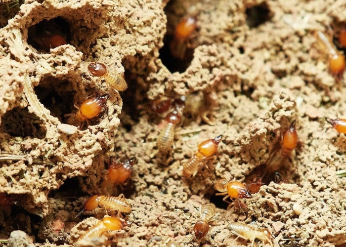 Termite and Pest Control for Homes Melbourne by Exopest