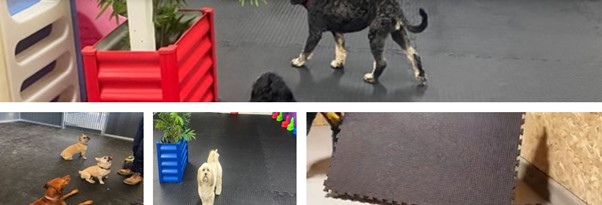 Doggy Day Care and Training Flooring Ranges by Sherwood Enterprises