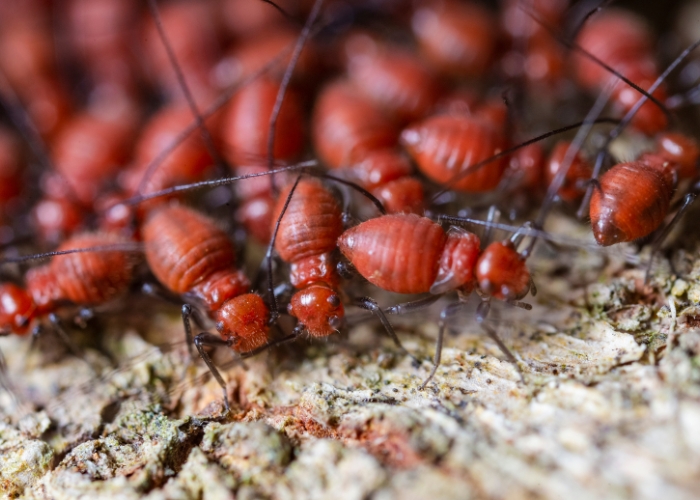 Minimising Termite Attacks by NASH