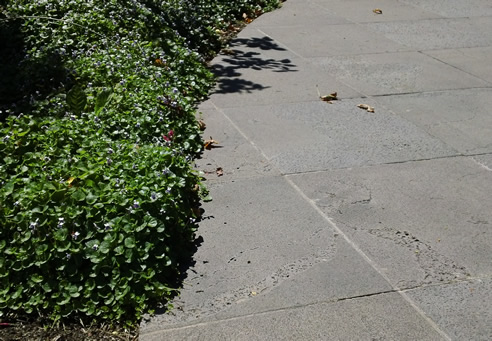 bluestone pavers