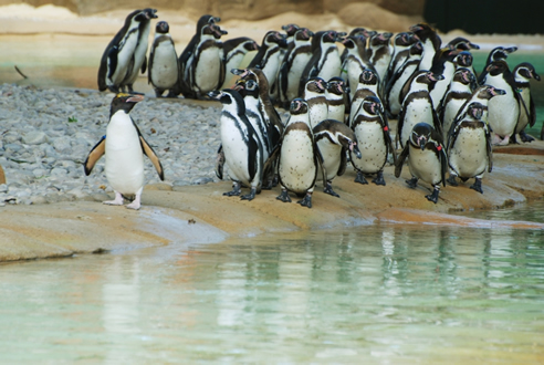penguins london zoo