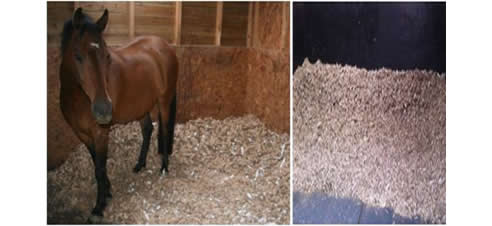 equine bedding stable