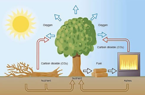 carbon cycle