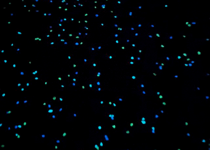 Glow in the Dark Pool Surrounds by Schneppa Glass