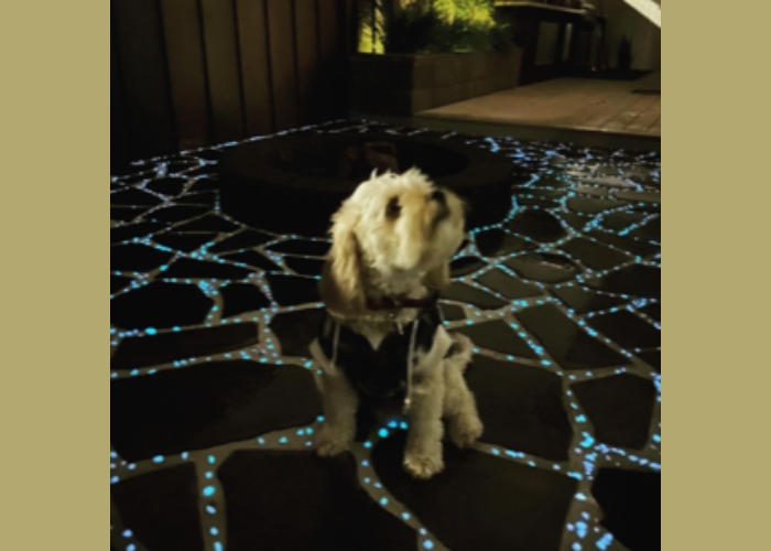 Polyglow Marine Glow in the Dark Stones for Pavements by Schneppa Glass