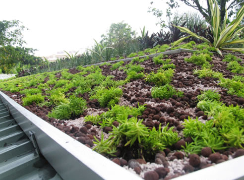 rooftop garden