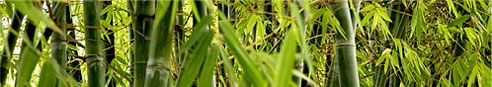 bamboo