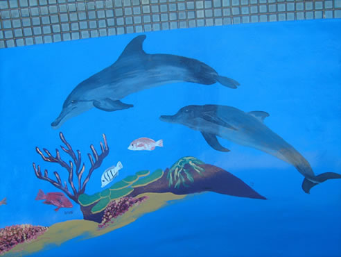 dolphin pool resurface