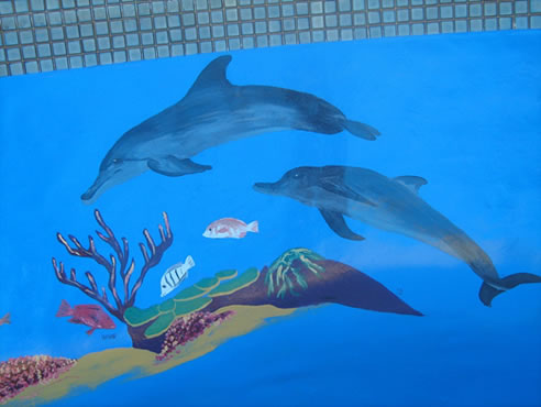 dolphin pool resurface