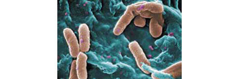 antibacterial ceramic tiles