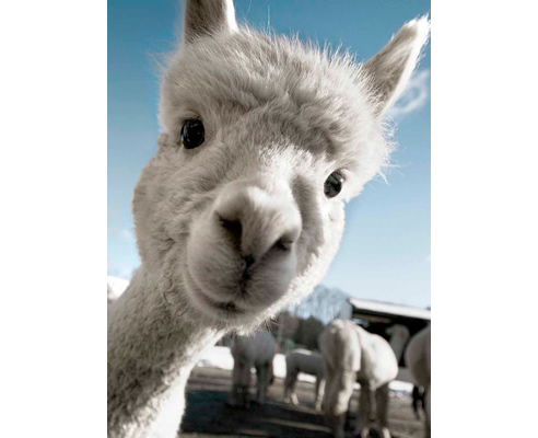 alpaca face white