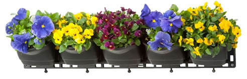 flowers in hanging wall garden