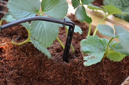 greenhouse drip watering