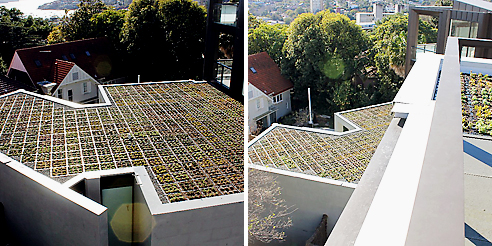 Elmich planting over roof tops