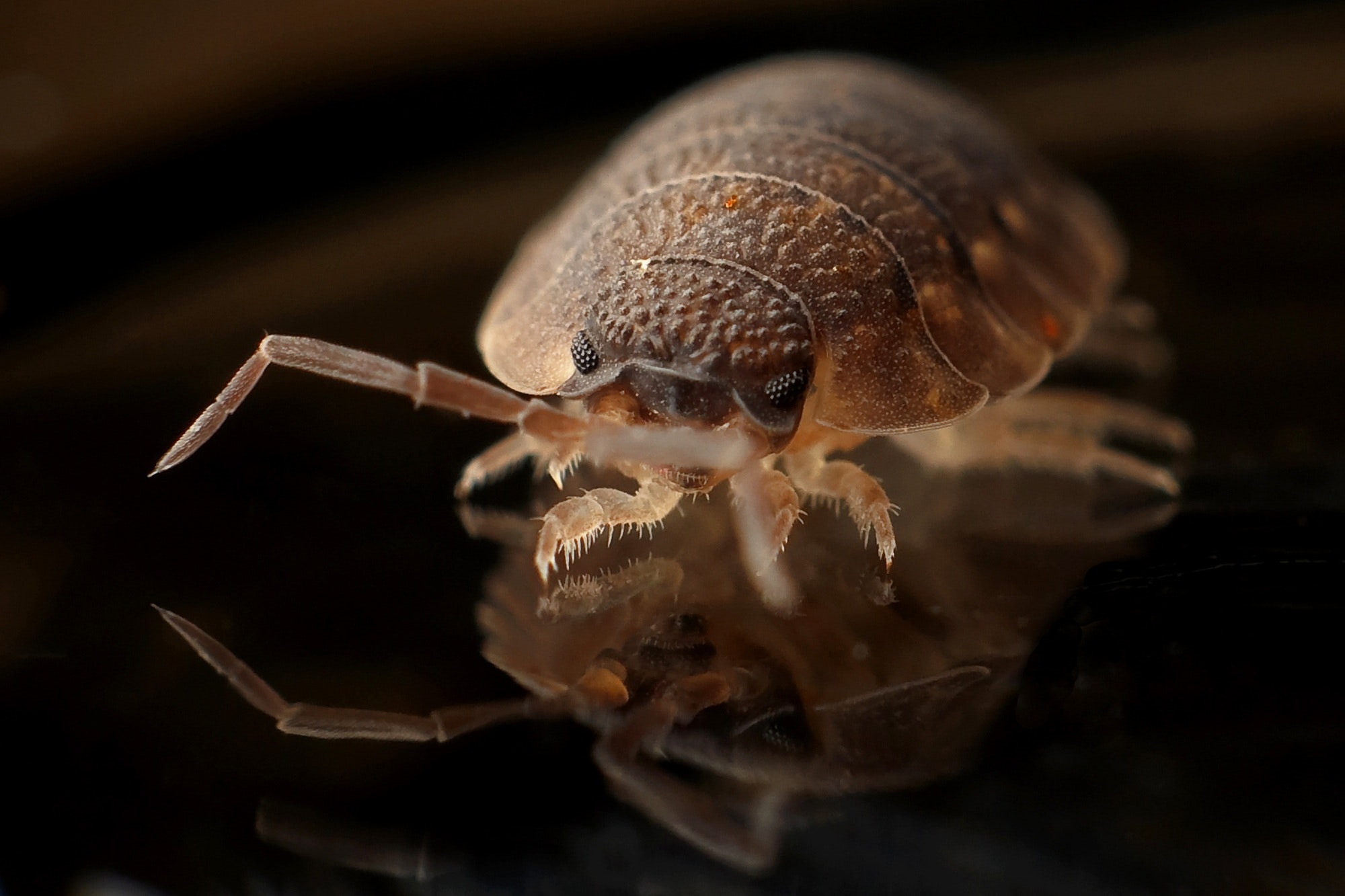 Effective Bedbugs Infestation Control from Exopest