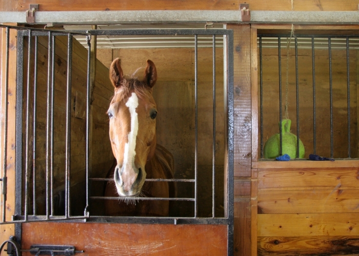 Buckaroobarn Designed Flooring Ranges for Stabled Horses from Sherwood Enterprises